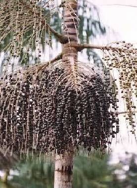 Acai Berry Amazonie