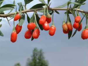 goji_berries_1.jpg